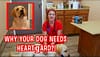 Dr. Lindsay - Why Your Dog Needs Heartgard!