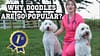 Dr. Lindsay - Why Are Doodles So Popular?